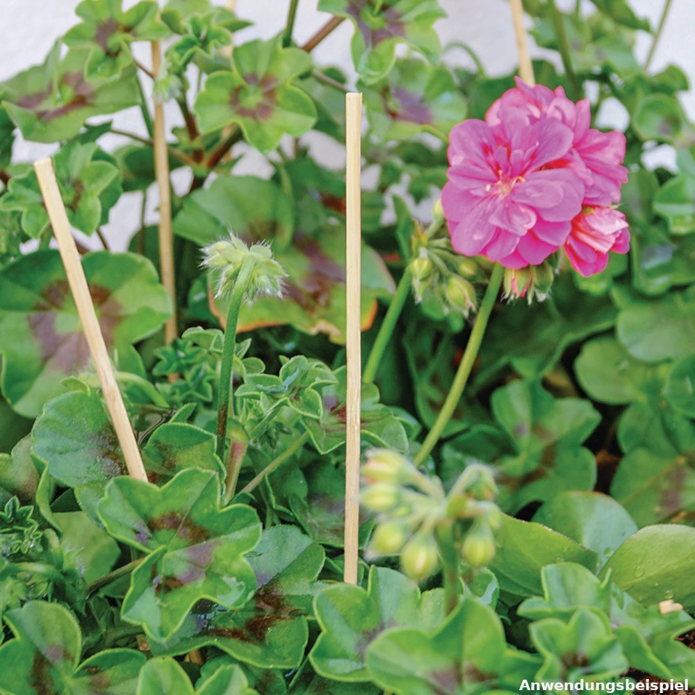 Pflanzenstützen Naturbelassen Für Einen Stabilen Halt 2 Pflanzenstützen Naturbelassen Für Einen Stabilen Halt – Bild 2